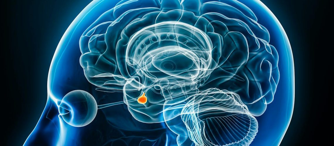 L’hypophyse, une petite glande qui tire les ficelles L'hypophyse, une petite glande qui tire les ficelles